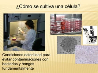 ¿Cómo se cultiva una célula?
Condiciones esterilidad para
evitar contaminaciones con
bacterias y hongos
fundamentalmente
 