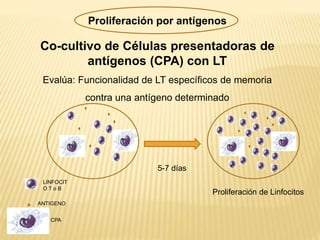 Proliferación por antígenos
Co-cultivo de Células presentadoras de
antígenos (CPA) con LT
Evalúa: Funcionalidad de LT específicos de memoria
contra una antígeno determinado
LINFOCIT
O T o B
CPA
ANTIGENO
5-7 días
Proliferación de Linfocitos
 