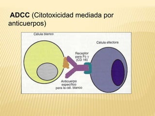 ADCC (Citotoxicidad mediada por
anticuerpos)
 
