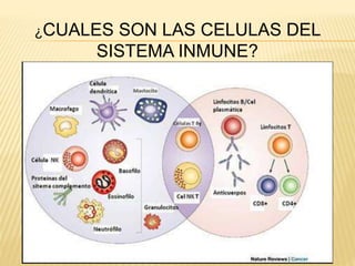 ¿CUALES SON LAS CELULAS DEL
SISTEMA INMUNE?
 