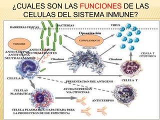 ¿CUALES SON LAS FUNCIONES DE LAS
CELULAS DEL SISTEMA INMUNE?
 