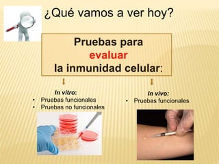 ¿Qué vamos a ver hoy?
In vivo:
• Pruebas funcionales
Pruebas para
evaluar
la inmunidad celular:
In vitro:
• Pruebas funcionales
• Pruebas no funcionales
 