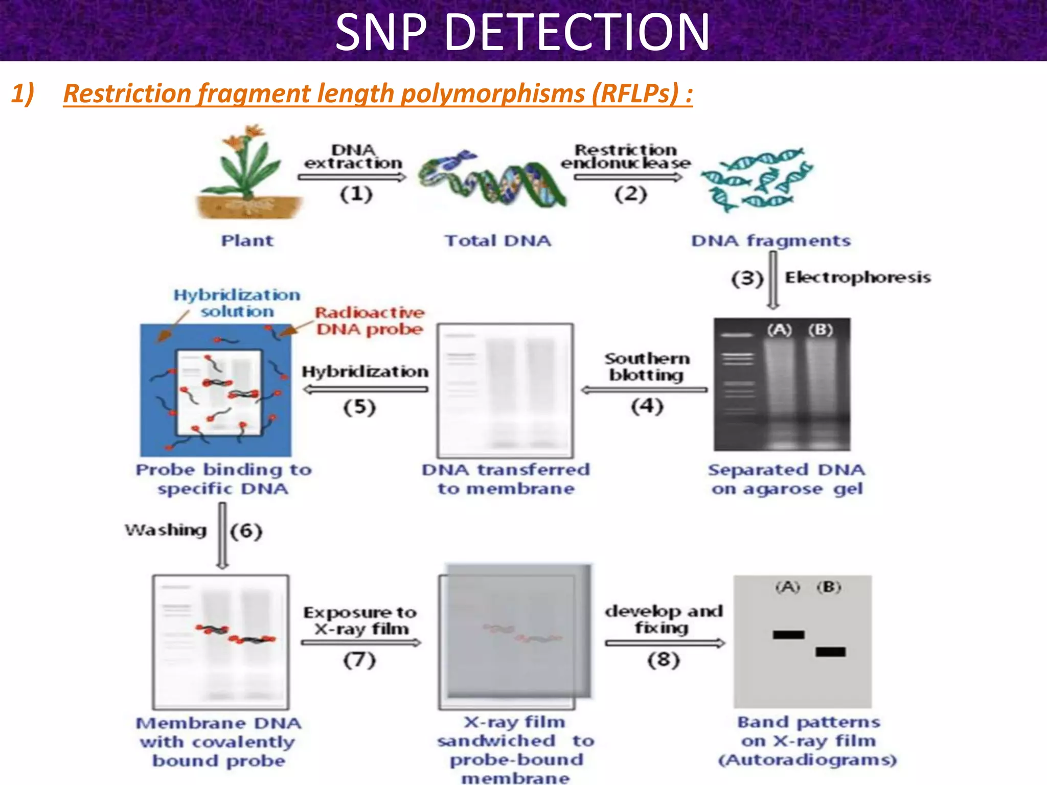 SNP DETECTION
1) Restriction fragment length polymorphisms (RFLPs) :
 