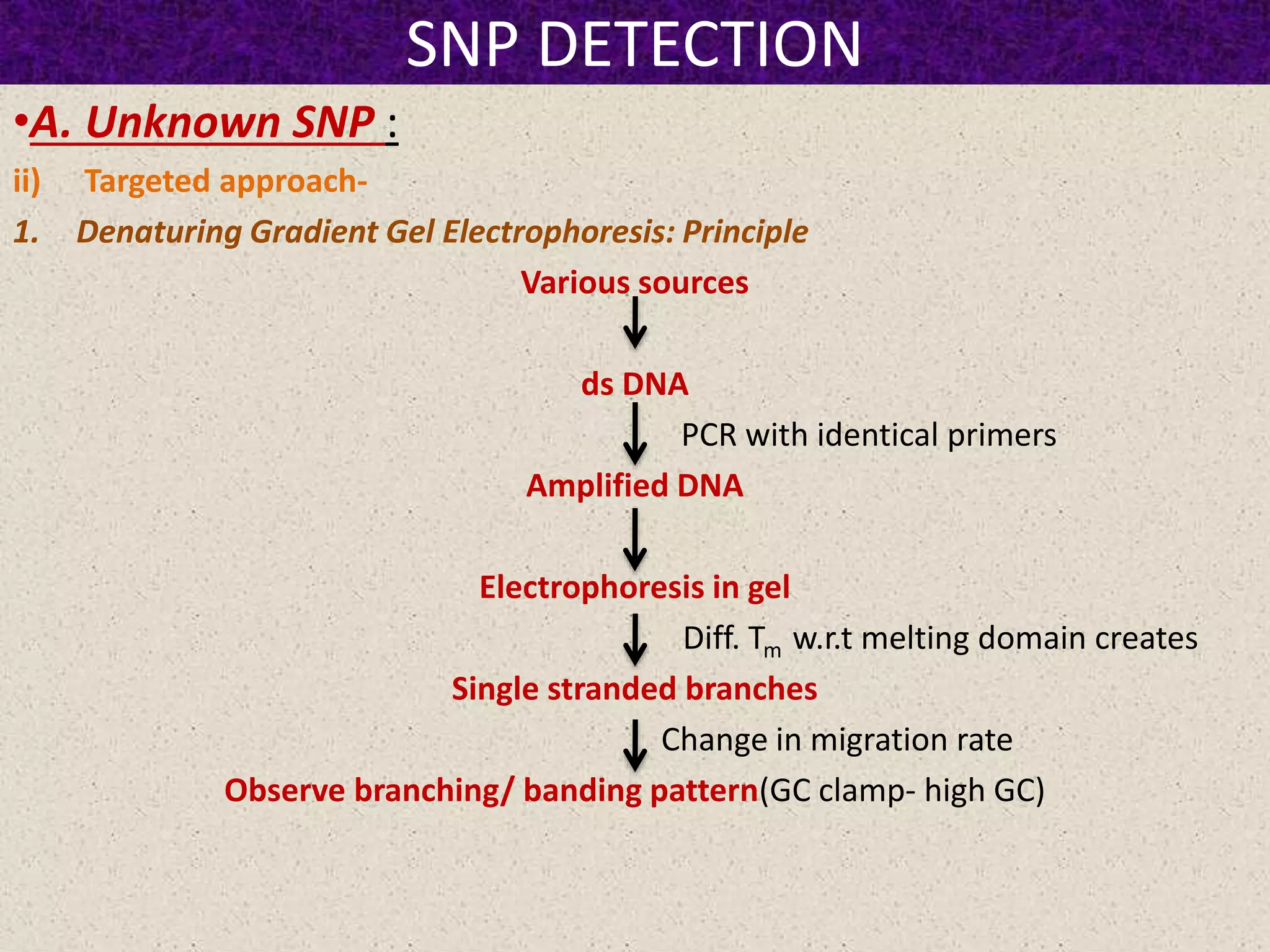 SNP DETECTION
•A. Unknown SNP :
ii) Targeted approach-
1. Denaturing Gradient Gel Electrophoresis: Principle
Various sources
ds DNA
PCR with identical primers
Amplified DNA
Electrophoresis in gel
Diff. Tm w.r.t melting domain creates
Single stranded branches
Change in migration rate
Observe branching/ banding pattern(GC clamp- high GC)
 