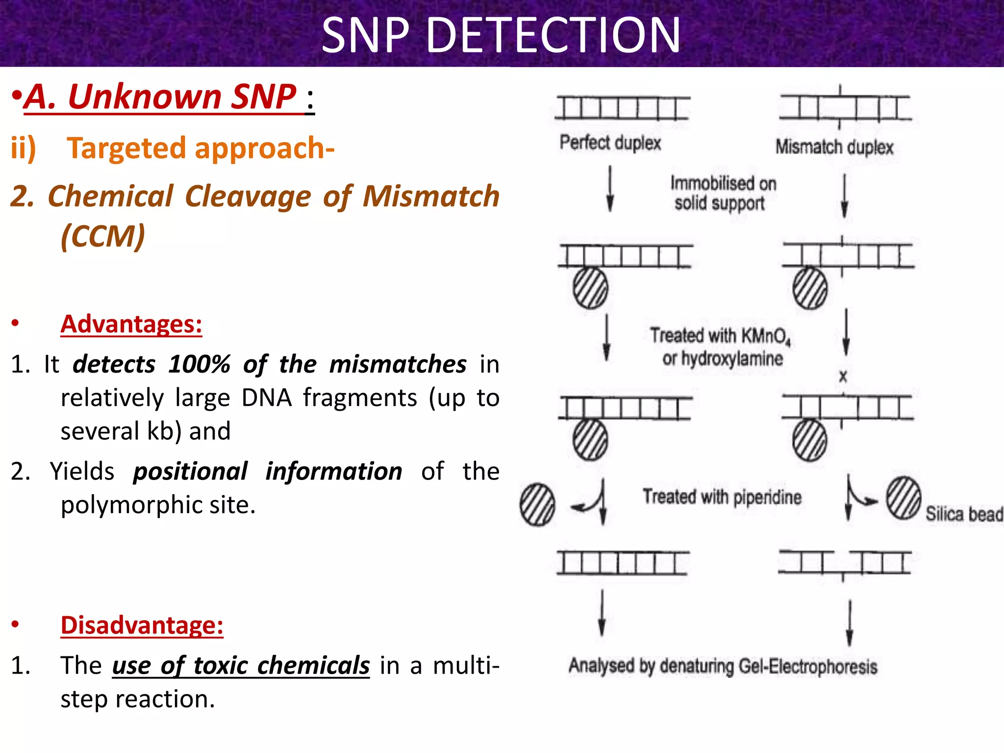 SNP DETECTION
•A. Unknown SNP :
ii) Targeted approach-
2. Chemical Cleavage of Mismatch
(CCM)
• Advantages:
1. It detects 100% of the mismatches in
relatively large DNA fragments (up to
several kb) and
2. Yields positional information of the
polymorphic site.
• Disadvantage:
1. The use of toxic chemicals in a multi-
step reaction.
 