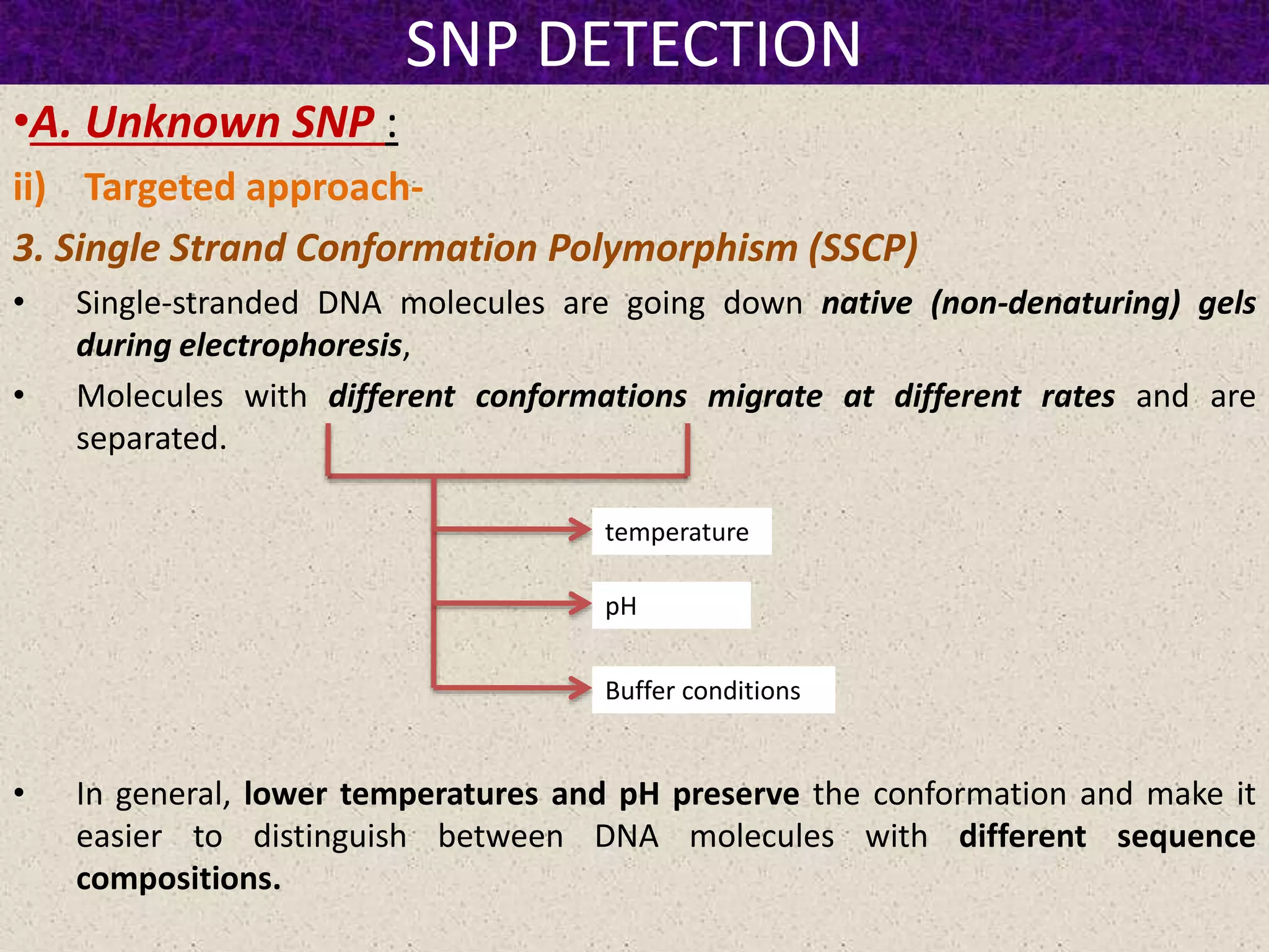 SNP DETECTION
•A. Unknown SNP :
ii) Targeted approach-
3. Single Strand Conformation Polymorphism (SSCP)
• Single-stranded DNA molecules are going down native (non-denaturing) gels
during electrophoresis,
• Molecules with different conformations migrate at different rates and are
separated.
• In general, lower temperatures and pH preserve the conformation and make it
easier to distinguish between DNA molecules with different sequence
compositions.
temperature
Buffer conditions
pH
 