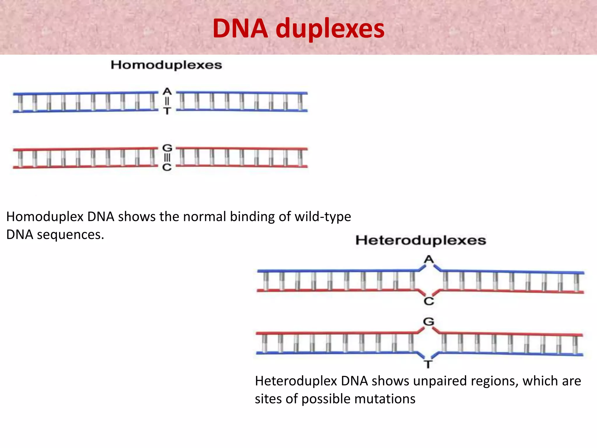 DNA duplexes
Homoduplex DNA shows the normal binding of wild-type
DNA sequences.
Heteroduplex DNA shows unpaired regions, which are
sites of possible mutations
 