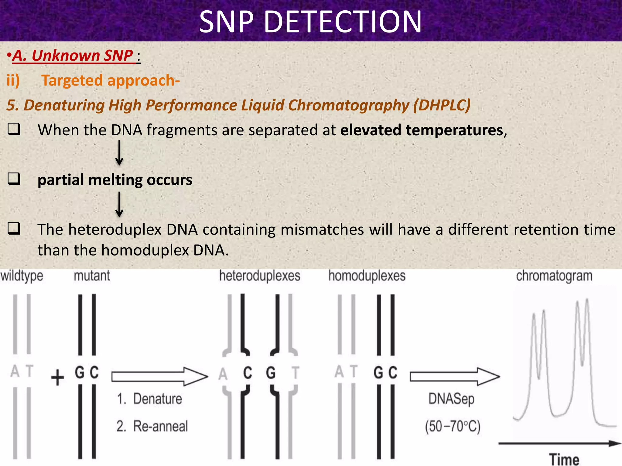 SNP DETECTION
•A. Unknown SNP :
ii) Targeted approach-
5. Denaturing High Performance Liquid Chromatography (DHPLC)
 When the DNA fragments are separated at elevated temperatures,
 partial melting occurs
 The heteroduplex DNA containing mismatches will have a different retention time
than the homoduplex DNA.
 