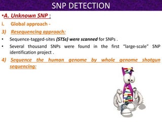 SNP DETECTION
•A. Unknown SNP :
i. Global approach -
3) Resequencing approach:
• Sequence-tagged-sites (STSs) were scanned for SNPs .
• Several thousand SNPs were found in the first “large-scale” SNP
identification project .
4) Sequence the human genome by whole genome shotgun
sequencing:
 
