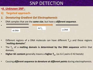 SNP DETECTION
•A. Unknown SNP :
ii) Targeted approach-
1. Denaturing Gradient Gel Electrophoresis
• DNA samples that are the same size, but have a different sequence.
•
• Different regions of a DNA molecule can have different Tms and these regions
“melting domains”.
• The Tm of a melting domain is determined by the DNA sequence within that
domain,
• Higher GC content generally means a higher Tm, (as G-C pairs=3 H2 bonds)
• Causing different sequence to denature at different points during electrophoresis.
ds DNA
At Tm
ss DNA
 