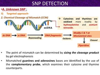 SNP DETECTION
•A. Unknown SNP :
ii) Targeted approach-
2. Chemical Cleavage of Mismatch (CCM)
• The point of mismatch can be determined by sizing the cleavage product
by gel electrophoresis
• Mismatched guanines and adenosines bases are identified by the use of
the complementary probe, which examines their cytosine and thymine
counterparts.
 Cytosines and thymines are
oxidized more readily by
hydroxylamine and osmium
tetroxide.
ds DNA DNA fragments
Modify C & T at
Mismatched sites
Reannealing
ss DNA
Oxidants
Cleaved
Piperidine
 