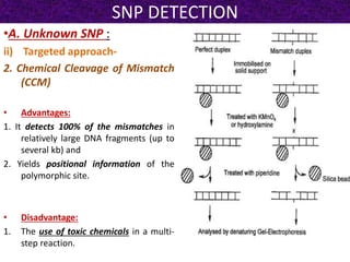 SNP DETECTION
•A. Unknown SNP :
ii) Targeted approach-
2. Chemical Cleavage of Mismatch
(CCM)
• Advantages:
1. It detects 100% of the mismatches in
relatively large DNA fragments (up to
several kb) and
2. Yields positional information of the
polymorphic site.
• Disadvantage:
1. The use of toxic chemicals in a multi-
step reaction.
 