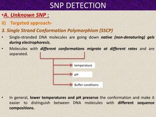 SNP DETECTION
•A. Unknown SNP :
ii) Targeted approach-
3. Single Strand Conformation Polymorphism (SSCP)
• Single-stranded DNA molecules are going down native (non-denaturing) gels
during electrophoresis,
• Molecules with different conformations migrate at different rates and are
separated.
• In general, lower temperatures and pH preserve the conformation and make it
easier to distinguish between DNA molecules with different sequence
compositions.
temperature
Buffer conditions
pH
 