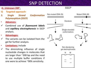 SNP DETECTION
•A. Unknown SNP :
ii) Targeted approach-
3. Single Strand Conformation
Polymorphism (SSCP)
• Advances:
 Combined use of fluorescent labels
and capillary electrophoresis in SSCP
analysis.
• Advantages:
 The variants can be isolated from the
gel for further analysis.
• Limitations: include
 The diminishing influence of single
nucleotide changes in molecules that
are larger than ~300 bp and the need
to use multiple buffer conditions if
one were to achieve ~90% sensitivity.
 