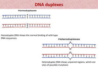 DNA duplexes
Homoduplex DNA shows the normal binding of wild-type
DNA sequences.
Heteroduplex DNA shows unpaired regions, which are
sites of possible mutations
 