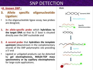 SNP DETECTION
•A. known SNP :
3. Allele specific oligonucleotide
Ligation:
• In the oligonucleotide ligase assay, two probes
are designed;
1. An allele-specific probe which hybridizes to
the target DNA so that its 3' base is situated
directly over the SNP nucleotide and
2. A second probe that hybridizes the template
upstream (downstream in the complementary
strand) of the SNP polymorphic site providing
a 5' end
• Ligated or unligated products can be detected
by gel electrophoresis, MALDI-TOF mass
spectrometry or by capillary electrophoresis
for large-scale applications.
 