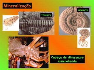 Trilobite Amonite Cabeça de dinossauro mineralizada Mineralização 