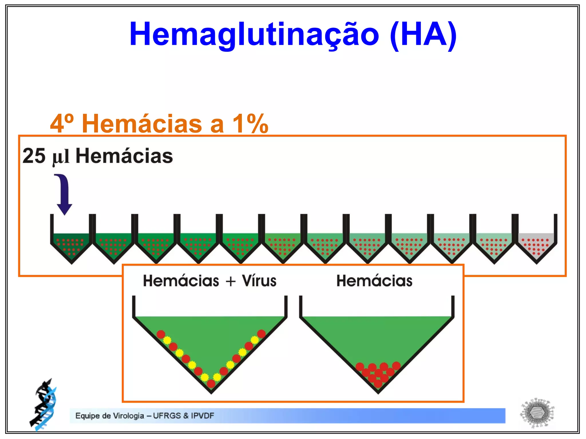 4º Hemácias a 1%
Hemaglutinação (HA)
 