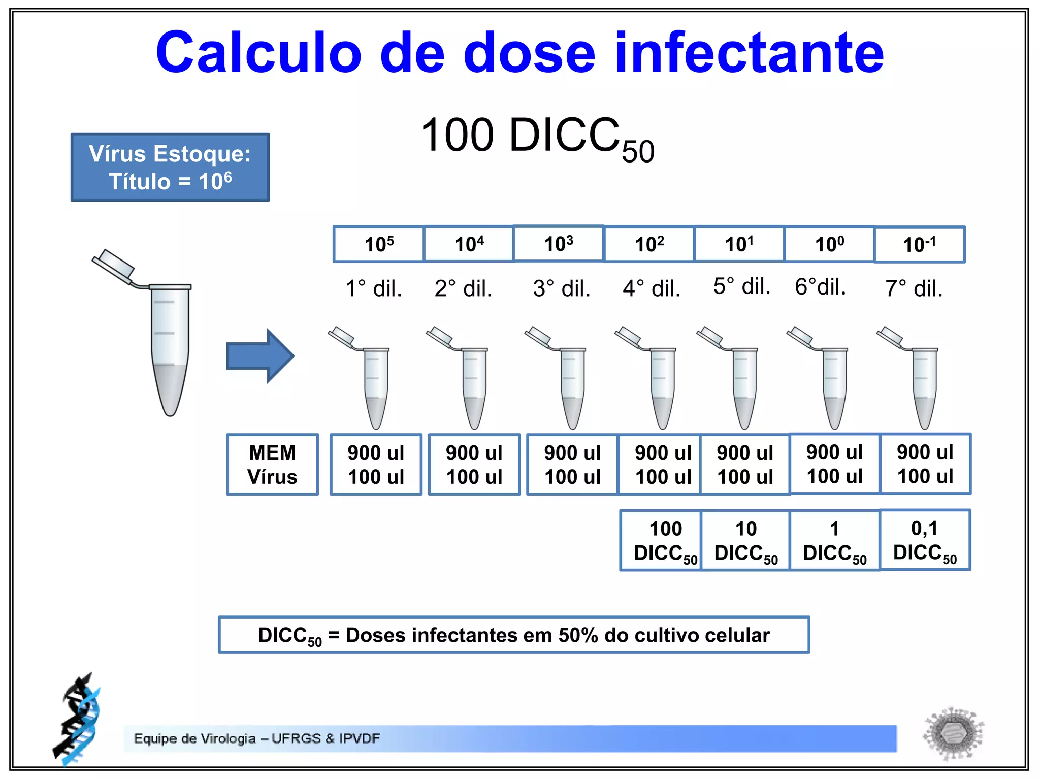 100 DICC50
7° dil.1° dil. 2° dil. 3° dil. 4° dil. 5° dil. 6°dil.
100
DICC50
Vírus Estoque:
Título = 106
105 104 103 102 101 100 10-1
DICC50 = Doses infectantes em 50% do cultivo celular
900 ul
100 ul
MEM
Vírus
900 ul
100 ul
900 ul
100 ul
900 ul
100 ul
900 ul
100 ul
900 ul
100 ul
900 ul
100 ul
10
DICC50
1
DICC50
0,1
DICC50
Calculo de dose infectante
 