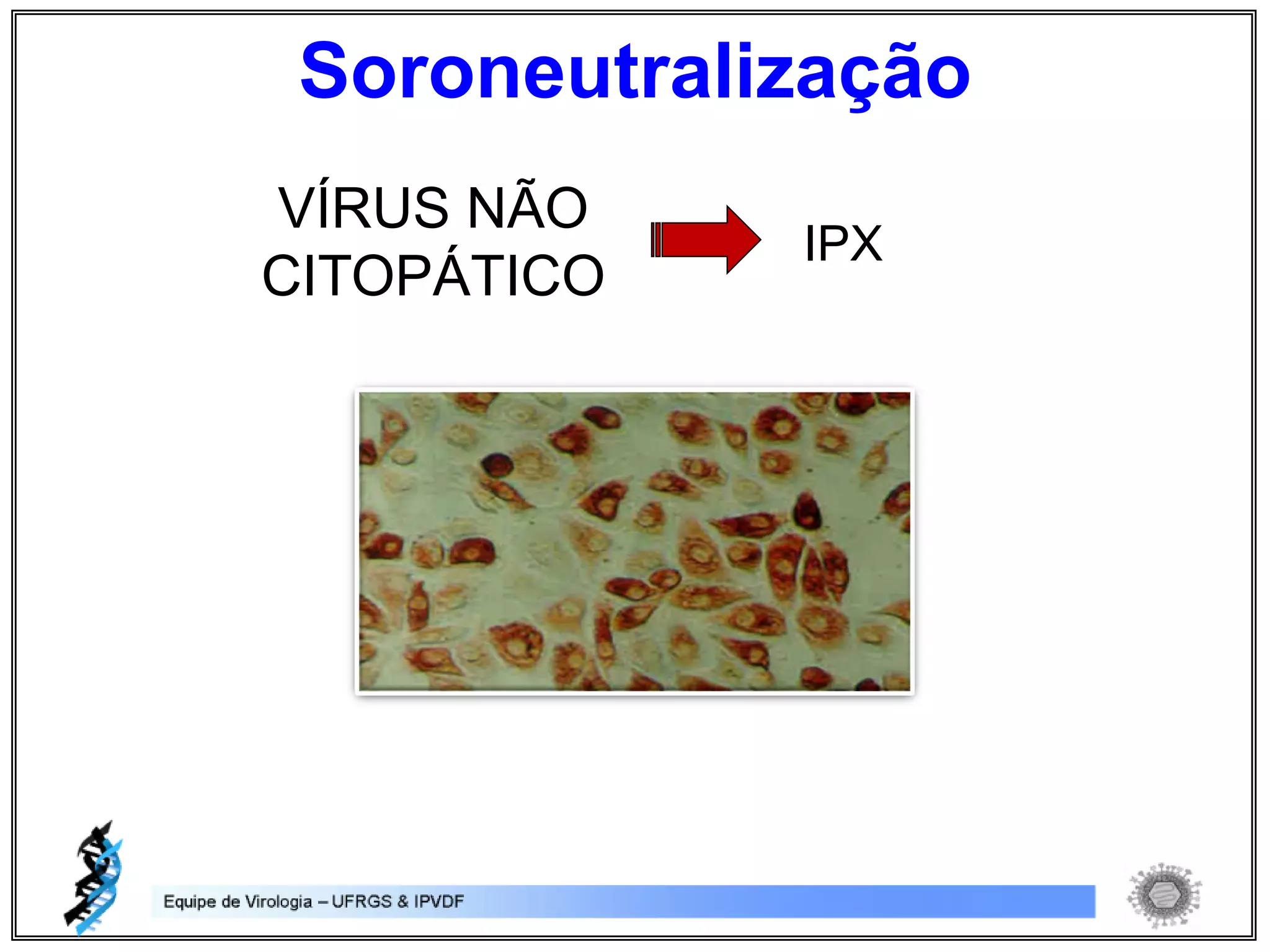 VÍRUS NÃO
CITOPÁTICO
IPX
Soroneutralização
 