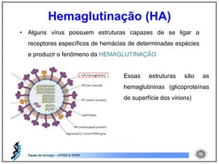 • Alguns vírus possuem estruturas capazes de se ligar a
receptores específicos de hemácias de determinadas espécies
e produzir o fenômeno da HEMAGLUTINAÇÃO
Essas estruturas são as
hemaglutininas (glicoproteínas
de superfície dos virions)
Hemaglutinação (HA)
 
