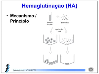 • Mecanismo /
Princípio
Hemaglutinação (HA)
 