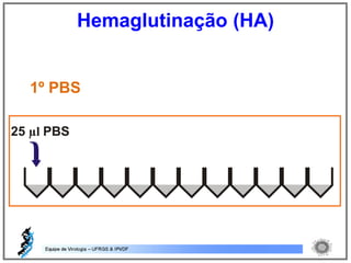 1º PBS
Hemaglutinação (HA)
 
