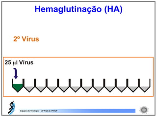 2º Vírus
Hemaglutinação (HA)
 