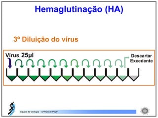 3º Diluição do vírus
25μl
Hemaglutinação (HA)
 