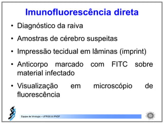 • Diagnóstico da raiva
• Amostras de cérebro suspeitas
• Impressão tecidual em lâminas (imprint)
• Anticorpo marcado com FITC sobre
material infectado
• Visualização em microscópio de
fluorescência
Imunofluorescência direta
 