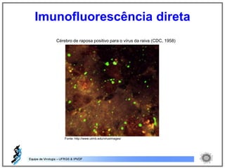 Imunofluorescência direta
Fonte: http://www.utmb.edu/virusimages/
Cérebro de raposa positivo para o vírus da raiva (CDC, 1958)
 