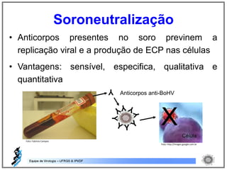 • Anticorpos presentes no soro previnem a
replicação viral e a produção de ECP nas células
• Vantagens: sensível, especifica, qualitativa e
quantitativa
Soroneutralização
Anticorpos anti-BoHV
Foto: Fabrício Campos
Foto: http://images.google.com.br
 