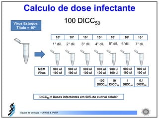 100 DICC50
7° dil.1° dil. 2° dil. 3° dil. 4° dil. 5° dil. 6°dil.
100
DICC50
Vírus Estoque:
Título = 106
105 104 103 102 101 100 10-1
DICC50 = Doses infectantes em 50% do cultivo celular
900 ul
100 ul
MEM
Vírus
900 ul
100 ul
900 ul
100 ul
900 ul
100 ul
900 ul
100 ul
900 ul
100 ul
900 ul
100 ul
10
DICC50
1
DICC50
0,1
DICC50
Calculo de dose infectante
 