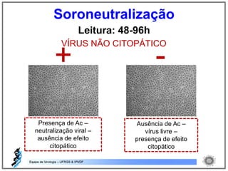 Leitura: 48-96h
VÍRUS NÃO CITOPÁTICO
+ -
Presença de Ac –
neutralização viral –
ausência de efeito
citopático
Ausência de Ac –
vírus livre –
presença de efeito
citopático
Soroneutralização
 