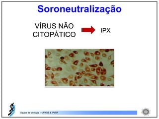 VÍRUS NÃO
CITOPÁTICO
IPX
Soroneutralização
 
