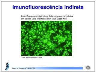 Imunofluorescência indireta
Fonte: www.virologyj.com - Figure
Imunofluoresncencia indireta feita com soro de galinha
em células Vero infectadas com virus West Nile
 