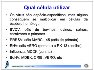 • Os vírus são espécie-específicos, mas alguns
conseguem se multiplicar em células da
espécie homóloga
• BVDV: céls de bovinos, ovinos, suínos,
carnívoros e primatas
• PRRSV: céls MARC-145 (céls de primata)
• EHV: céls VERO (primata) e RK-13 (coelho)
• Influenza: MDCK (canina)
• BoHV: MDBK, CRIB, VERO, etc
Qual célula utilizar
 