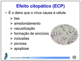 • É o dano que o vírus causa à célula
 lise
 arredondamento
 vacuolização
 formação de sincícios
 inclusões
 picnose
 apoptose
Efeito citopático (ECP)
 