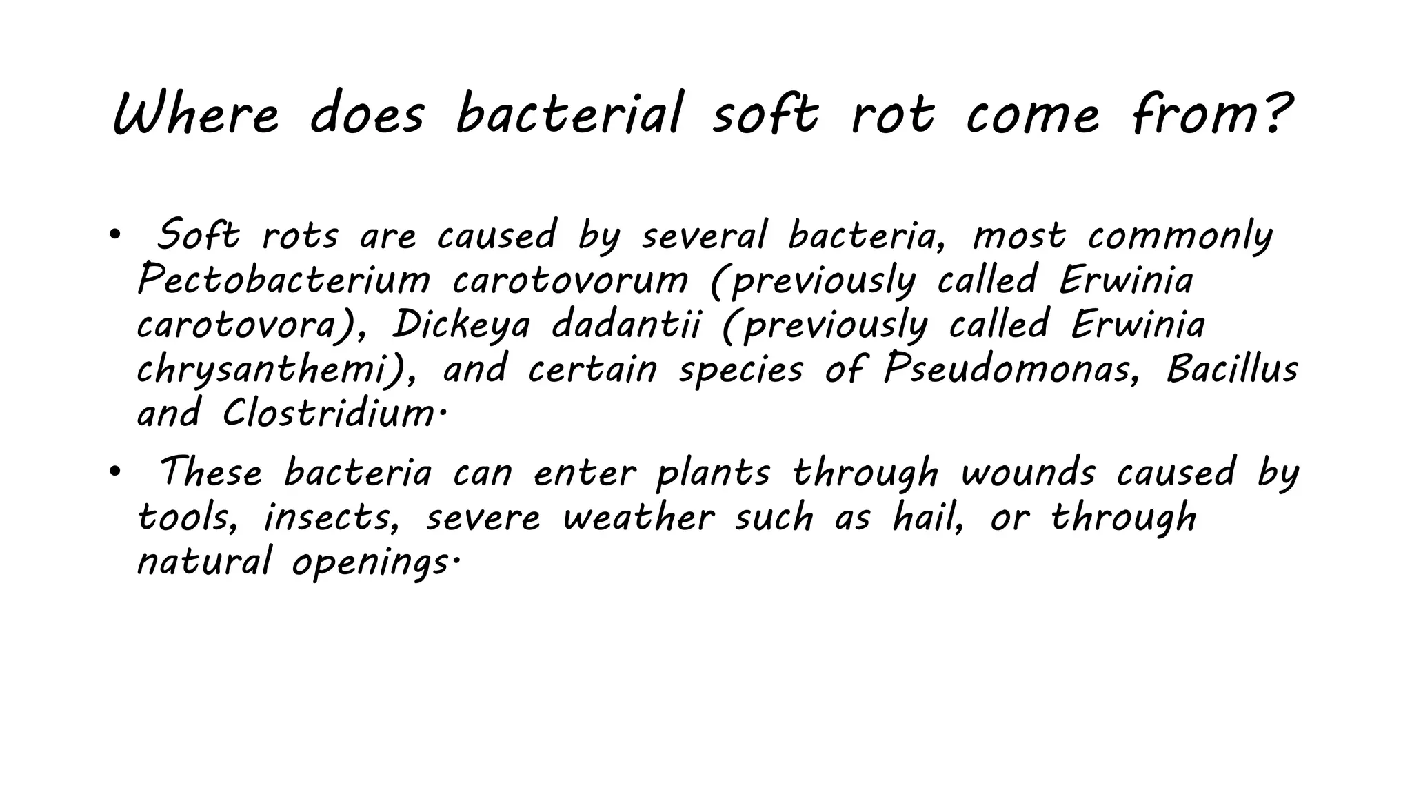 Where does bacterial soft rot come from?
• Soft rots are caused by several bacteria, most commonly
Pectobacterium carotovorum (previously called Erwinia
carotovora), Dickeya dadantii (previously called Erwinia
chrysanthemi), and certain species of Pseudomonas, Bacillus
and Clostridium.
• These bacteria can enter plants through wounds caused by
tools, insects, severe weather such as hail, or through
natural openings.
 