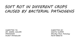 SOFT ROT IN DIFFERENT CROPS
CAUSED BY BACTERIAL PATHOGENS
SUBMITTED TO:
DR. KAMAL KHILARI
PROFESSOR
PLANT PATHOLOGY
SUBMITTED BY:
KSHITIJ KUMAR
MSc(Ag) Plant Pathology
PG/A-4866/19
 
