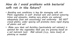 Optimal Rot bacterial soft rot | PPTX