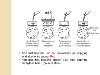 Identification Of Unknown Bacteria And Biochemical Tests.pptx