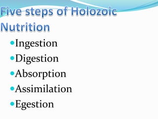 Ingestion 
Digestion 
Absorption 
Assimilation 
Egestion 
 