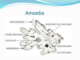 Amoeba 
 