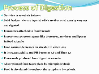  Nutrition in amoeba is holozoic. 
 Solid food particles are ingested which are then acted upon by enzymes 
and digested. 
 Lysosomes attached to food vacuole 
 Lysosomes secrete enzymes like proteases, amylases and lipases 
in food vacuole 
 Food vacuole decreases in size due to water loss 
 It increases acidity and PH becomes 5.6 and Then 7.3 
 Fine canals produced from digestive vacuole 
 Absorption of food takes place by micropinocytosis 
 Food is circulated throughout the cytoplasm by cyclosis. 
 