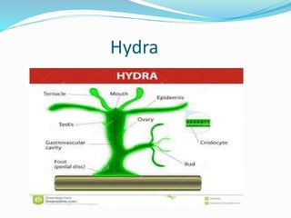 Hydra 
 