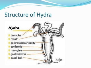 Structure of Hydra 
 