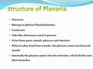  Flatworm 
 Belongs to phylum Platyhelminthes 
 Carnivores 
 Tube like alimentary canal is present 
 It has three parts: mouth, pharynx and intestine 
 When it takes food from outside, the pharynx comes out from the 
mouth 
 Internally the pharynx opens into the intestine, which divides into 
three branches 
 