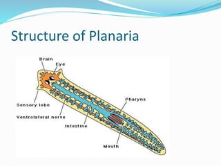 Structure of Planaria 
 