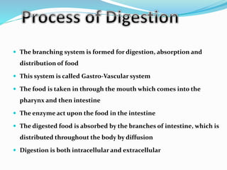  The branching system is formed for digestion, absorption and 
distribution of food 
 This system is called Gastro-Vascular system 
 The food is taken in through the mouth which comes into the 
pharynx and then intestine 
 The enzyme act upon the food in the intestine 
 The digested food is absorbed by the branches of intestine, which is 
distributed throughout the body by diffusion 
 Digestion is both intracellular and extracellular 
 